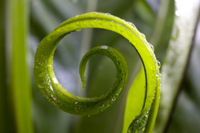 Grünes Blatt mit einer spiralförmigen, feuchten Eckenstruktur.